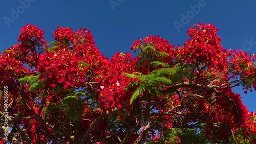 Flamboyant arvore tree. Royal gulmohar in bloom. Delonix regia flower. Panicle royal poinciana tree and flame tree or peacock Blooming red tree  photo
