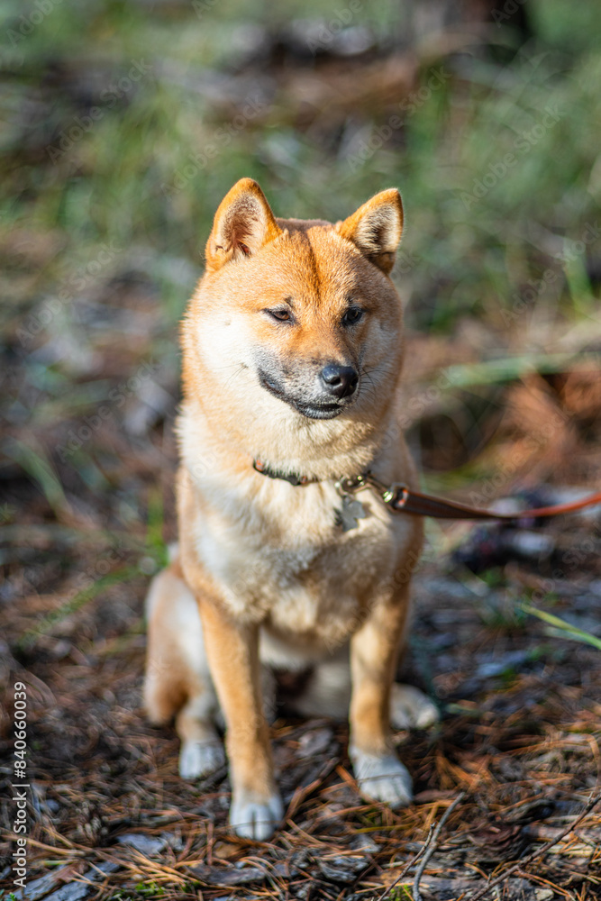 Portrait of smiling Shiba Inu dog sitting in the forest. Blurred nature background. Portrait of smiling Shiba Inu dog sitting in the forest. Blurred nature background.