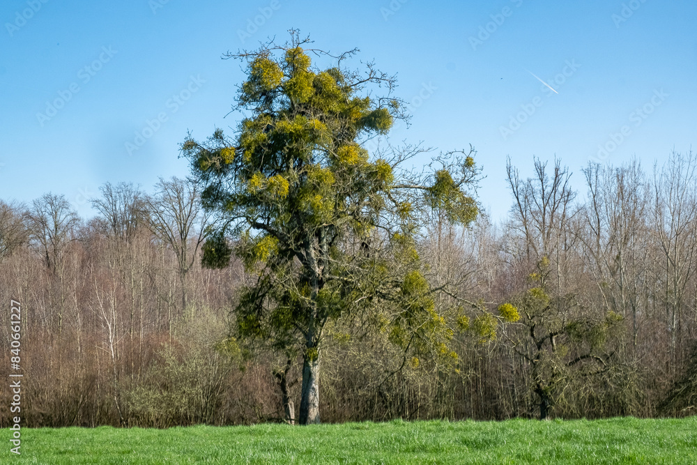 Obraz premium A vibrant tree hosts mistletoe clusters, set against a clear blue sky in a peaceful countryside field.
