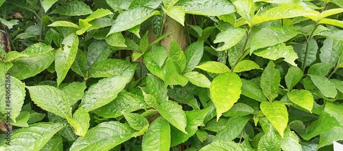 Strobilanthes crispa or kejibeling in known in Indonesia, close up photo photo