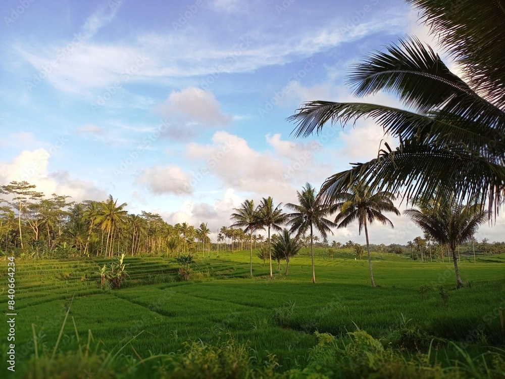 A landscape view of paddy field in village A landscape view of paddy field in village