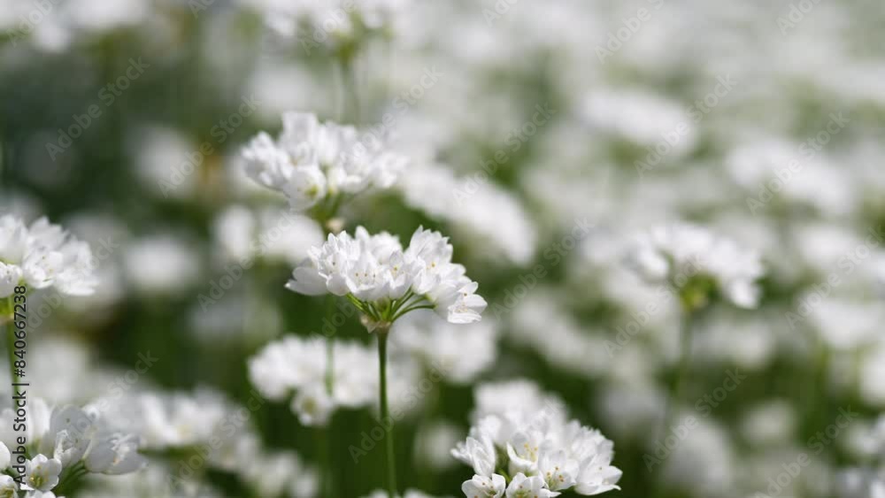 Decorative onion bloom. Flowers of wild Allium zebdanence in spring, sway in the wind, selective soft focus. Decorative onion bloom. Flowers of wild Allium zebdanence in spring, sway in the wind, selective soft focus.