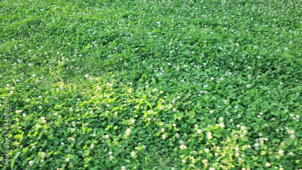 群生して咲くシロツメクサの花 群生して咲くシロツメクサの花