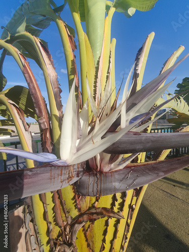Strelizia augusta o flor de platanera