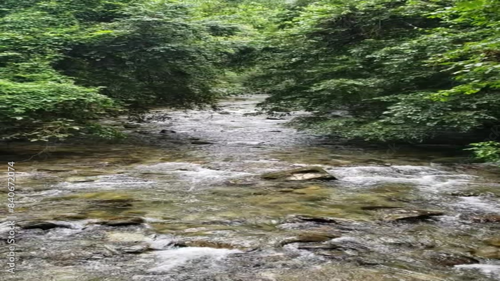 river in the rainforest river in the rainforest