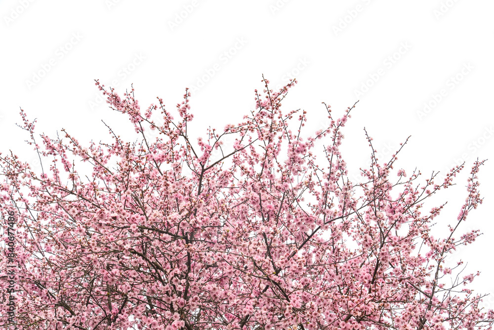 plum blooming flowers isolated on white background plum blooming flowers isolated on white background
