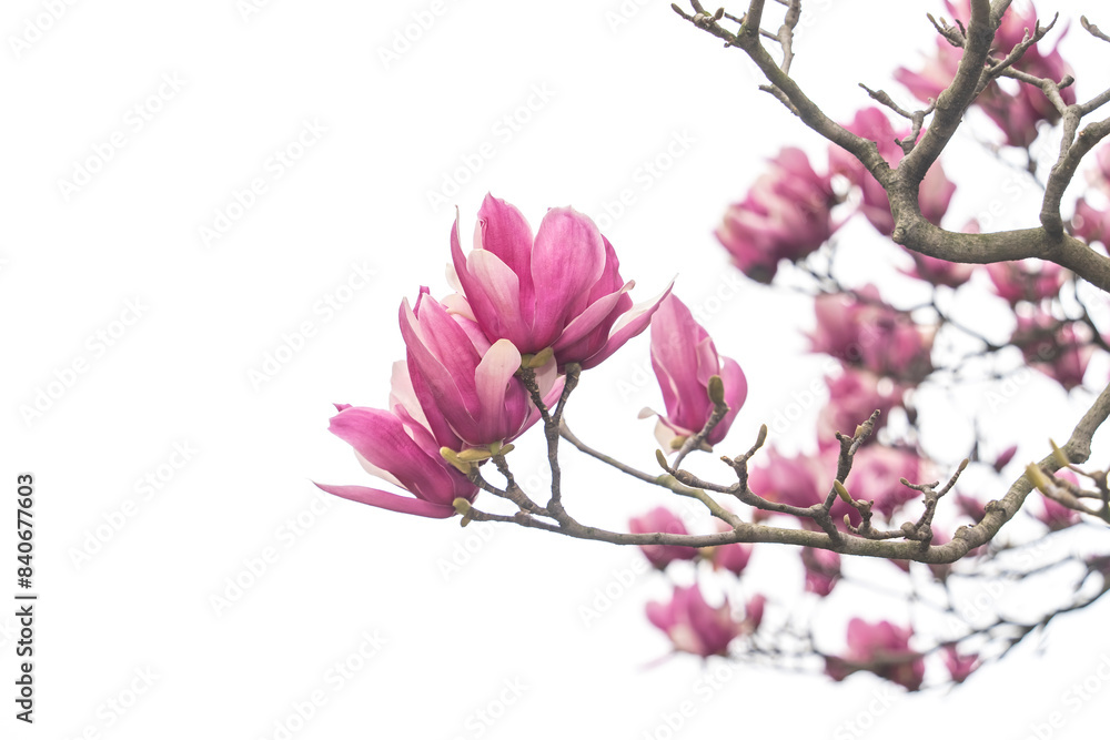 Obraz premium magnolia branch isolated on white background