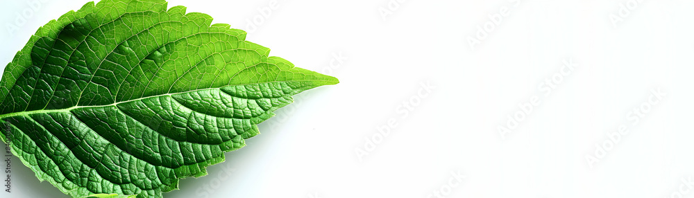 Flat design Leaf icon with copy space on white background for natural health and eco visuals, Photo Stock Concept Flat design Leaf icon with copy space on white background for natural health and eco visuals, Photo Stock Concept