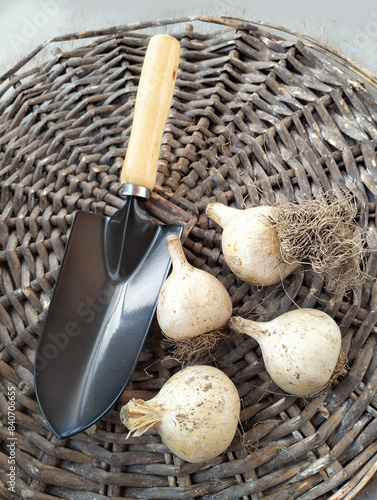 Set bulbs  of decorative allium  on a wicker circle