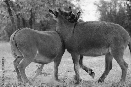 Mini donkeys play in farm field in black and white.