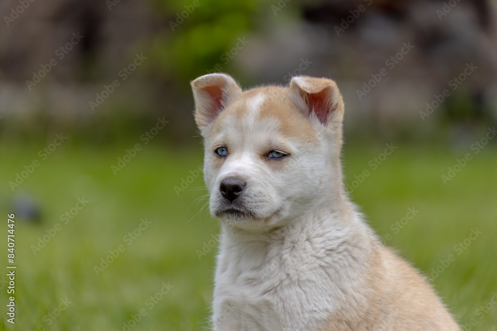 A close-up of a fluffy Huskita white puppy with bright blue eyes. The puppy is sitting alertly in green grass, with its head tilted to the side and its mouth slightly open. A close-up of a fluffy Huskita white puppy with bright blue eyes. The puppy is sitting alertly in green grass, with its head tilted to the side and its mouth slightly open.
