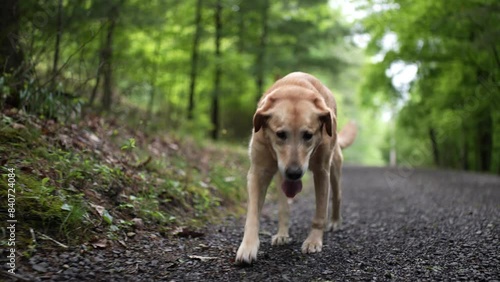 Front view of injured golden labrador retriever limping with an injured leg in slow motion. photo