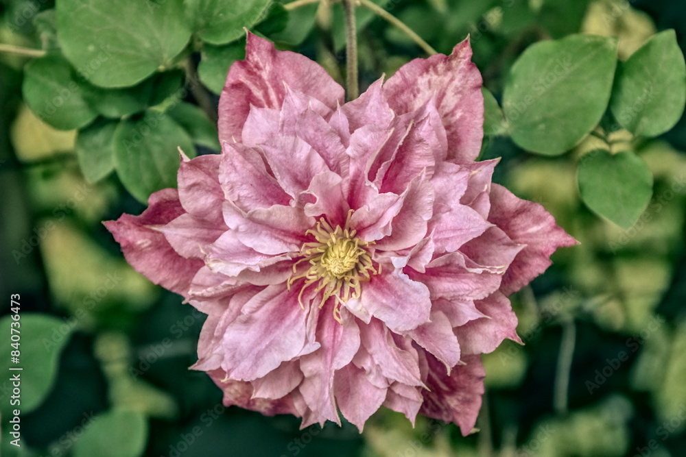 Obraz premium Clematis