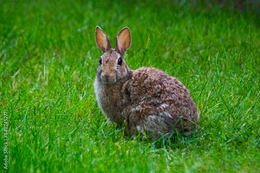 Eastern Cottontail Rabbit (Sylvilagus floridanus) in field looking at you in spring Eastern Cottontail Rabbit (Sylvilagus floridanus) in field looking at you in spring