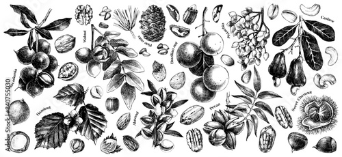 Vector nut branches and nuts collection