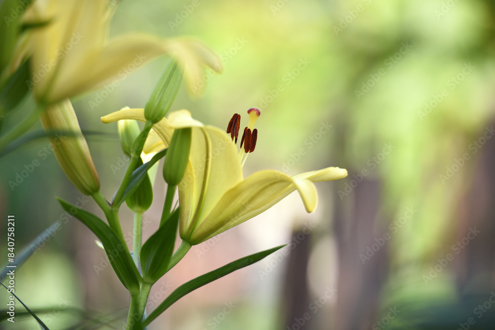 Obraz premium Lilium. white lily field. beautiful lily flower, close-up. delicate white lilies in the garden, in the flowerbed. floral background. blurred natural background. summer garden