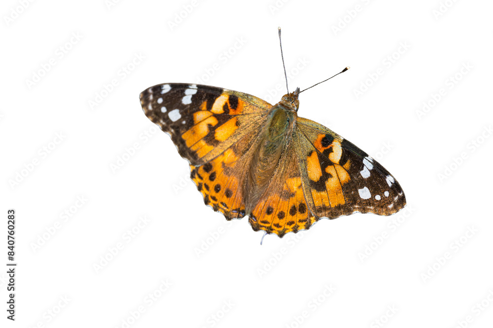 Painted Lady (Vanessa cardui) Butterfly Photo, a Top View against a Transparent Isolated PNG Background Painted Lady (Vanessa cardui) Butterfly Photo, a Top View against a Transparent Isolated PNG Background