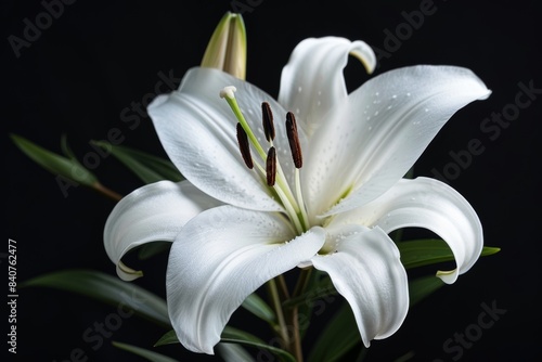 Close-Up of White Lily Flower in Bloom with Detailed Stamen on Dark Background for Botanical Posters