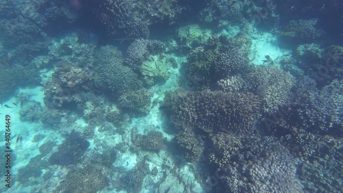 Footage of fish and corals in Oman near Muscat during spring day photo