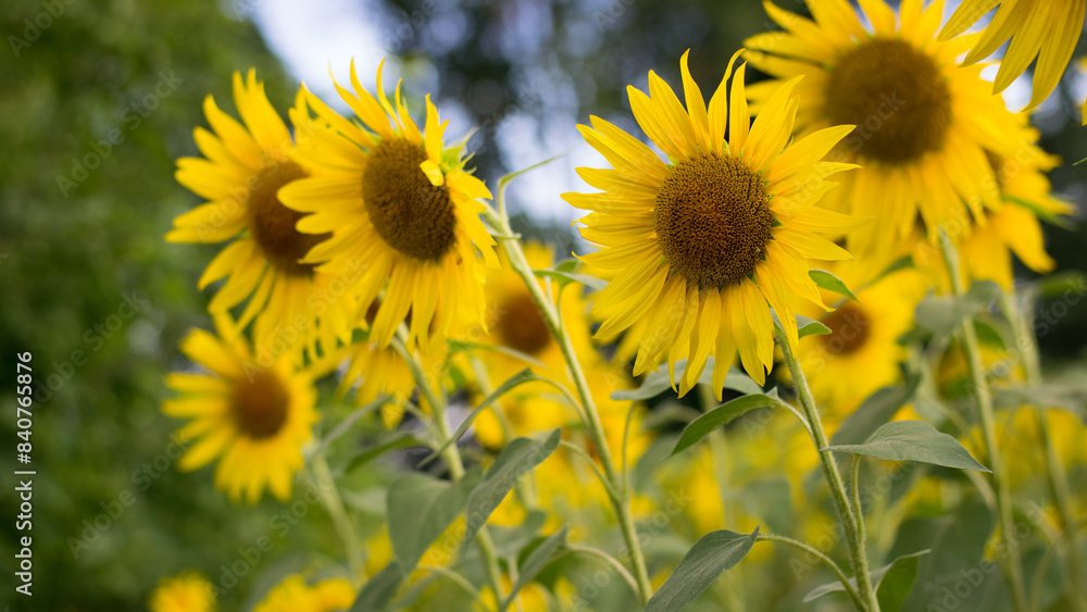 yellow sunflower in the field. Large flowers of a sunflower in the sunlight. Yellow flowers on a farm field. Agriculture concept, organic products, good harvest. Growing seeds for oil. yellow sunflower in the field. Large flowers of a sunflower in the sunlight. Yellow flowers on a farm field. Agriculture concept, organic products, good harvest. Growing seeds for oil.