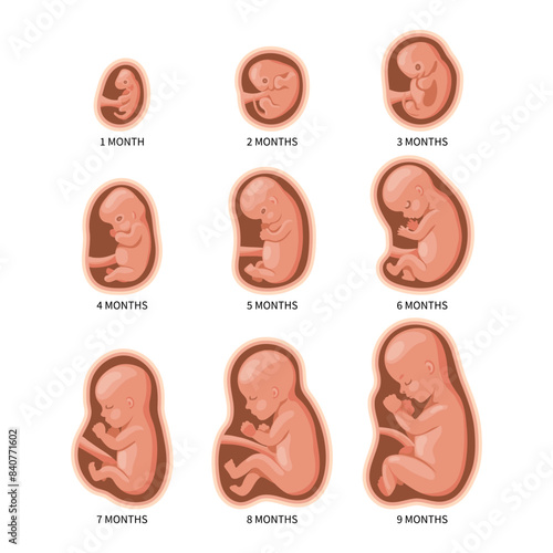 Embryo in the womb, set. Development and growth of the fetus at different stages of pregnancy, monthly period. Illustration