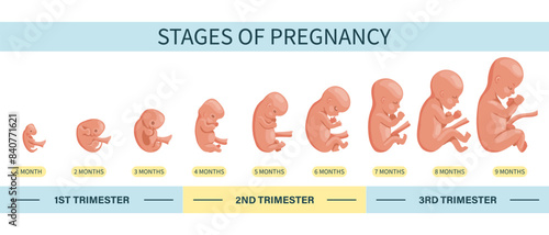Embryo in the womb, set. Development and growth of the fetus at different stages of pregnancy, monthly period. Illustration
