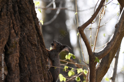 squirrel on a tree © IOANNIS