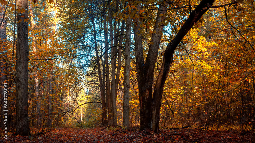 Obraz premium Autumn forest nature. Vivid morning in colorful forest with sun rays through branches of trees. Mystical forest.