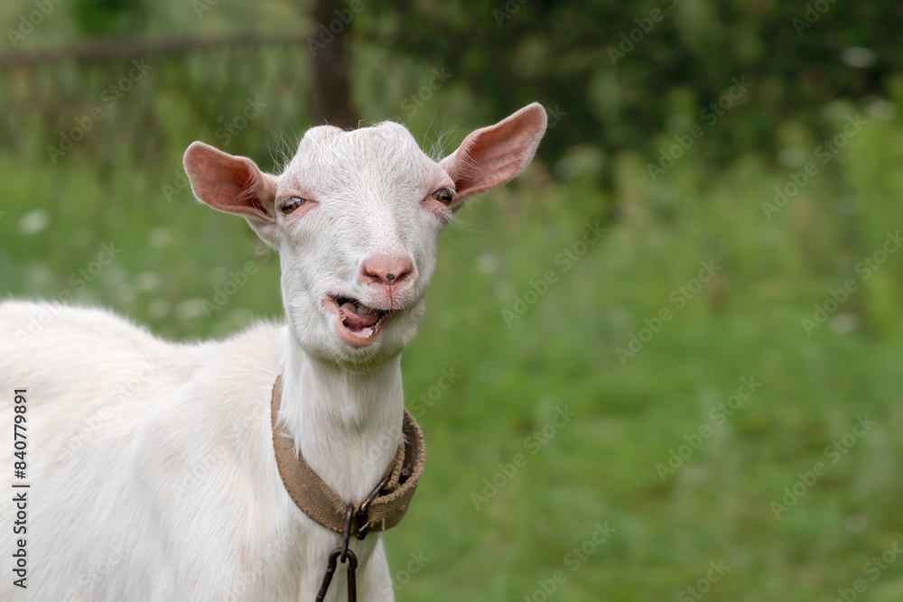 Fototapeta premium Portrait of a little goat.Baby goat in farm is eating fresh green grass on ground. Lovely young farm pet for agriculture and farming.
