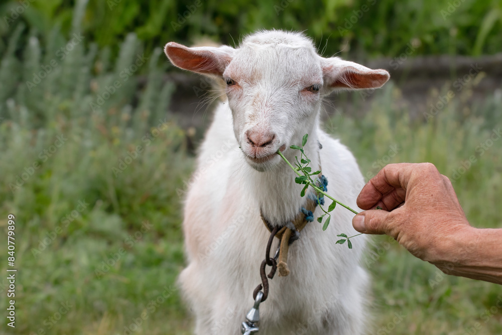 Fototapeta premium Portrait of a little goat.Baby goat in farm is eating fresh green grass on ground. Lovely young farm pet for agriculture and farming.
