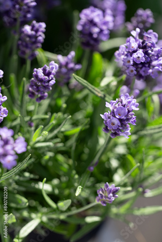 lavender flowers in the summer garden