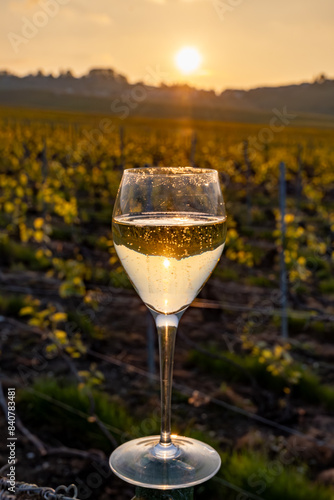 Tasting of grand cru sparkling brut white wine champagne on sunny vineyards of Cote des Blancs in village Cramant, Champagne, France, glass of wine on vineyard photo