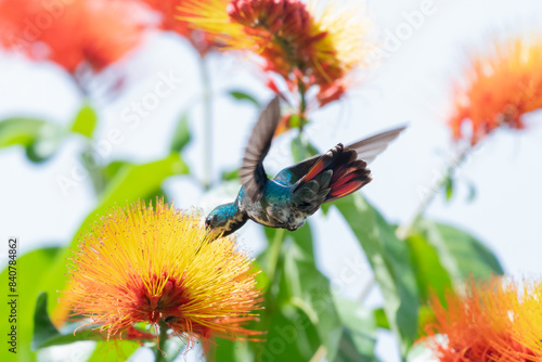 Black-throated Mango hummingbird, anthracothorax nigricollis, feeding on anorange flower in a tropical backyard garden photo