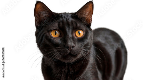 A black Bombay cat with yellow eyes stares into the camera.
