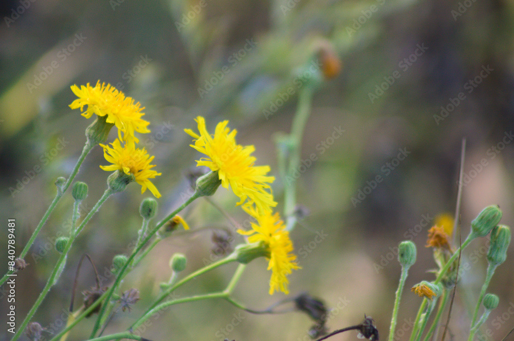 Closeup of yellow perennial sow thistle flowers with green blurred plants on background