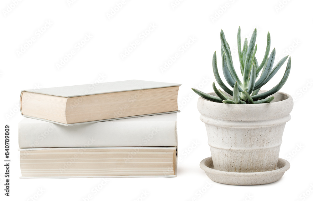 stack of books and a potted succulent isolated over a transparent background, blank / empty wall mockup, bright neutral colors, reading, office, lifestyle or interior design elements, shelf or table 