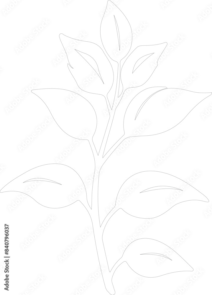 basil outline basil outline