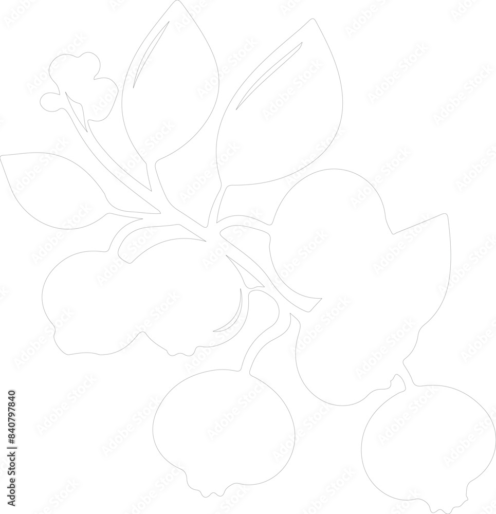 Fototapeta premium blueberry outline