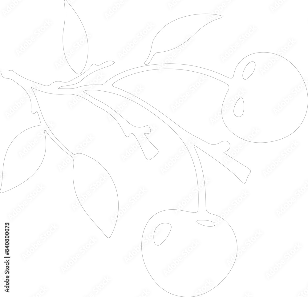 Fototapeta premium cherry outline