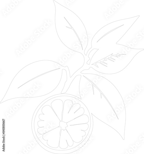 citron outline