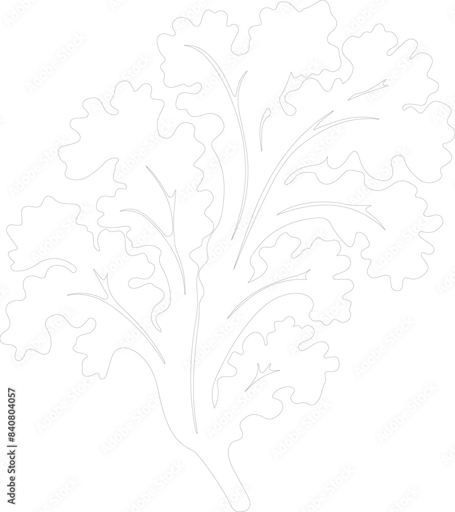 kale outline kale outline