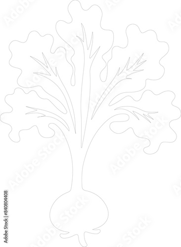 kohlrabi outline