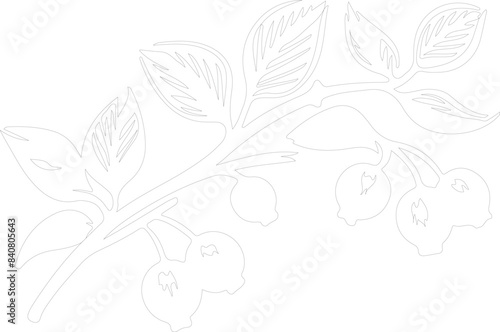 lingonberry outline