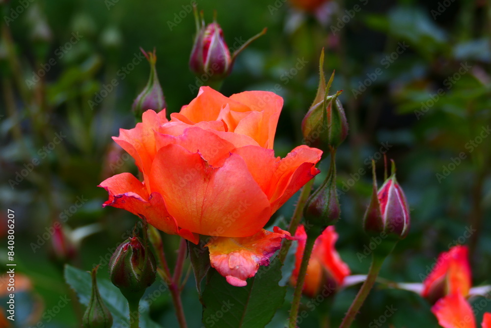 orange blühende Rose, Floribunda Rose orange blühende Rose, Floribunda Rose