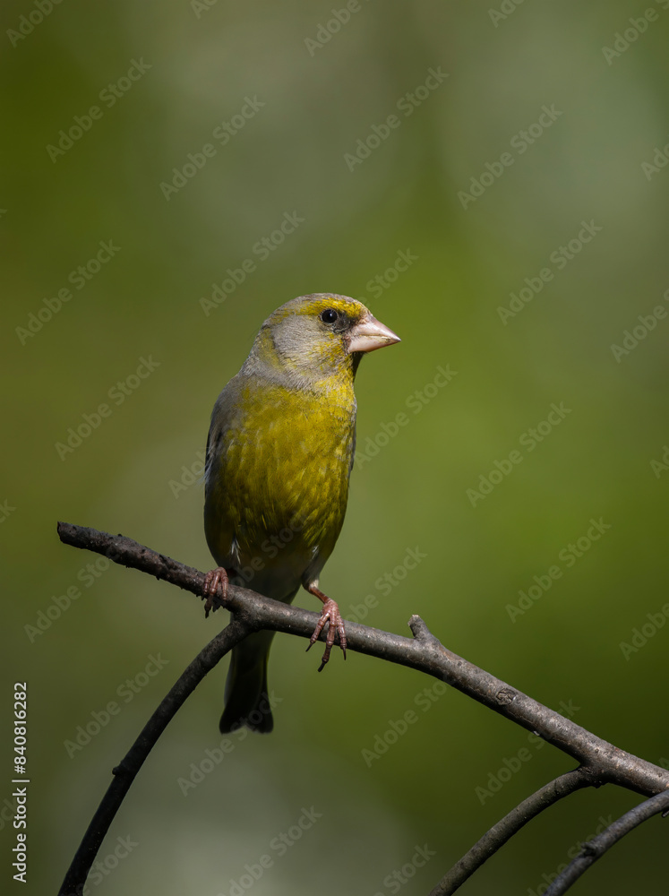 greenfinch bird sitting on a branch in the spring garden greenfinch bird sitting on a branch in the spring garden