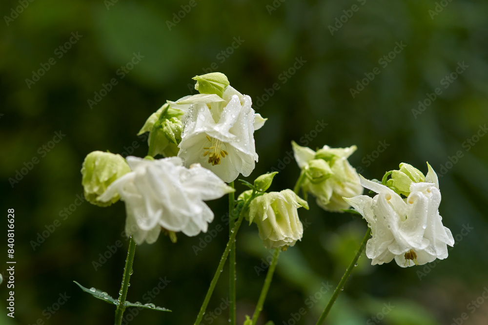 Obraz premium A rainy day in the garden. A bush of terry white aquilegia in raindrops on a natural green background. Macro.