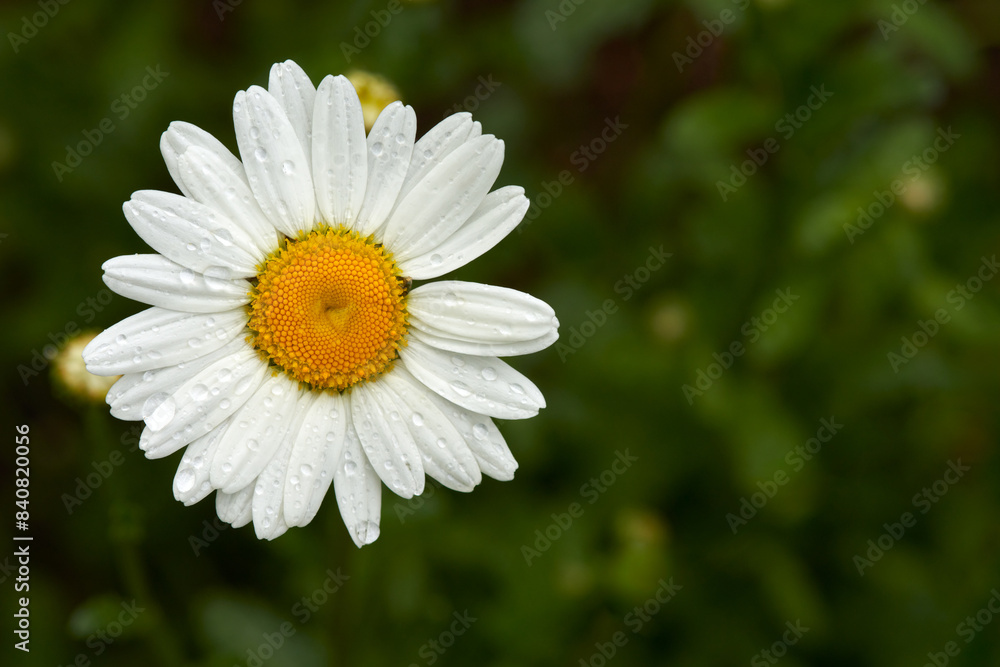Chamomile flower (Nivianum) with raindrops on white petals on blurred green background of foliage. Macro shooting. Chamomile flower (Nivianum) with raindrops on white petals on blurred green background of foliage. Macro shooting.