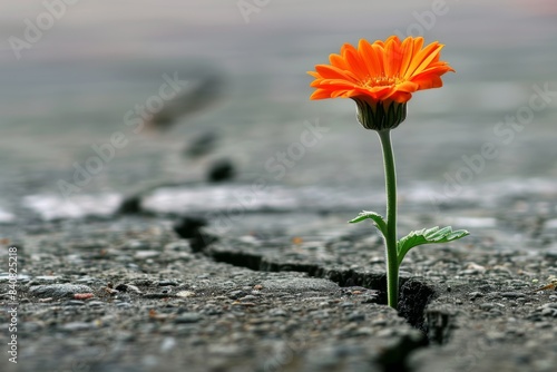 Resilient orange flower sprouting through crack in pavement photo