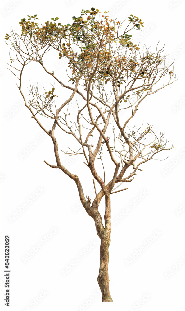 Fototapeta premium Lagerstroemia tree with sparse branches and leaves, clear veins, Photography, plant photography, nature photography, professional photo, pure white background,Super-Resolution, Megapixel, high detail