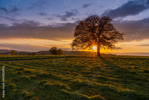 L'arbre rayonnant photo